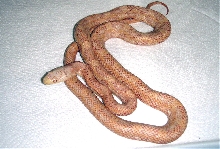 Lavender-Albino, Black Rat Snake