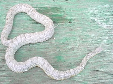 Silver Queen Ghost--Male