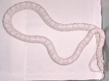 Snow Corn--Female