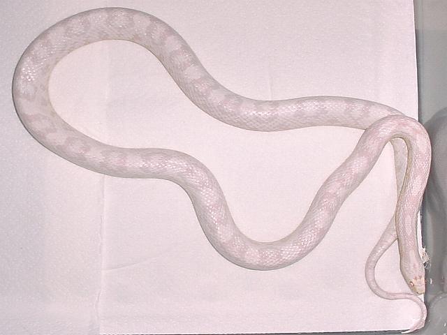 Snow Corn--Female