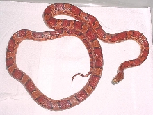 Okeetee--Female