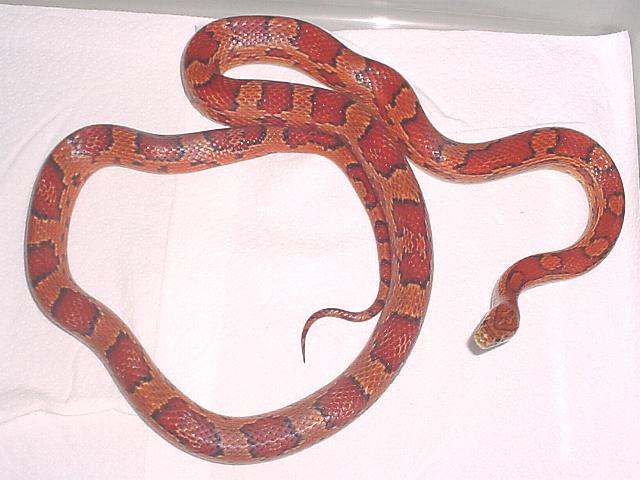 Okeetee--Female
