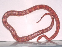 Okeetee--Male