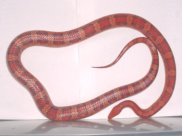 Okeetee--Male