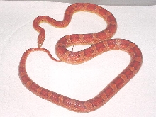 Hypomelanistic--Female