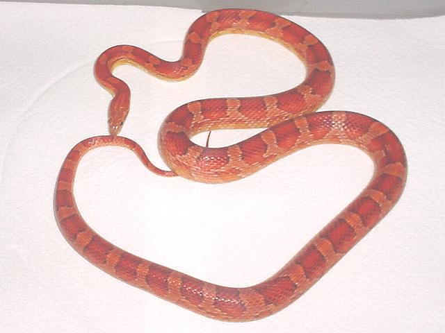 Hypomelanistic--Female