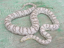 Silver Queen Ghost--Female