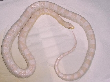 Snow Corn--Female