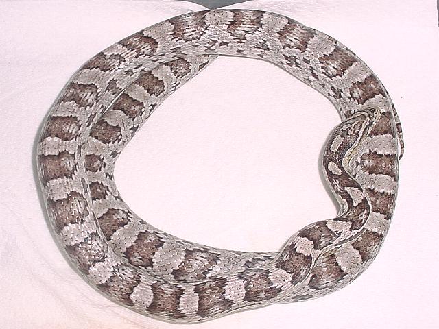 Anerythristic Female, Het. Amelanistic