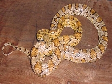 Caramel--Male, Het. butter & amber