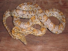 Caramel--Female, Het. butter & amber