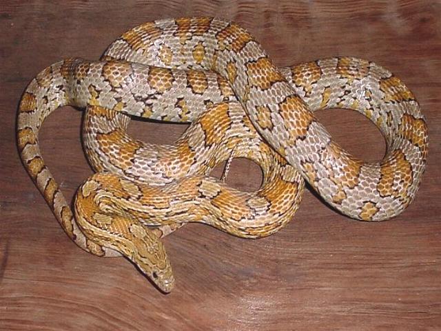 Caramel--Female, Het. butter & amber