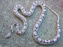 Hurricane Motley-Anerythristic Female
