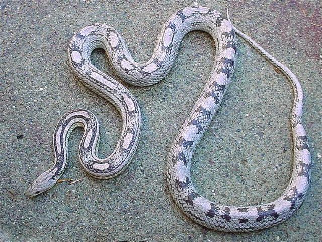 Hurricane Motley-Anerythristic Female