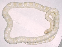 Snow Corn--Female