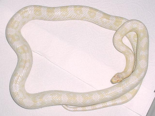 Snow Corn--Female