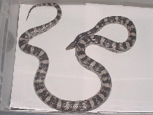 Anerythristic--Male