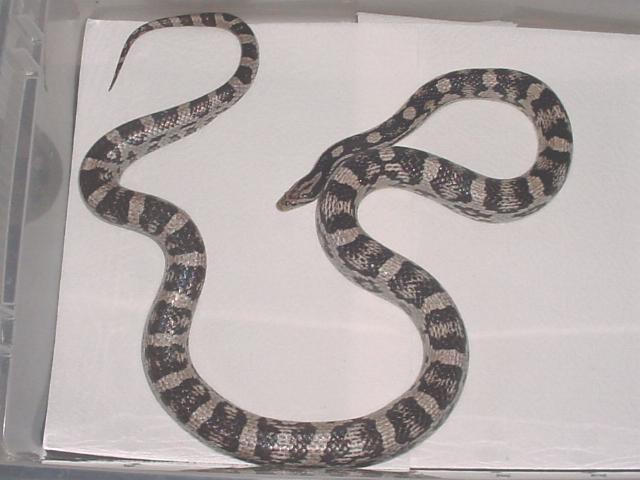 Anerythristic--Male