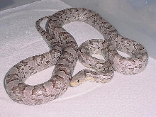 Charcoal Ghost--Female