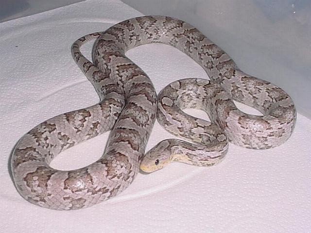 Charcoal Ghost--Female