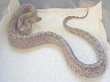 Charcoal--Male