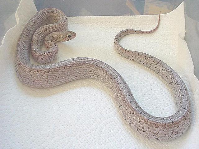 Charcoal--Male