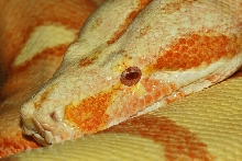 Coral Sunglow