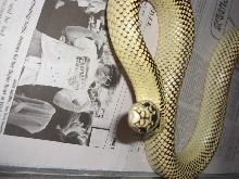 desert kingsnake 4