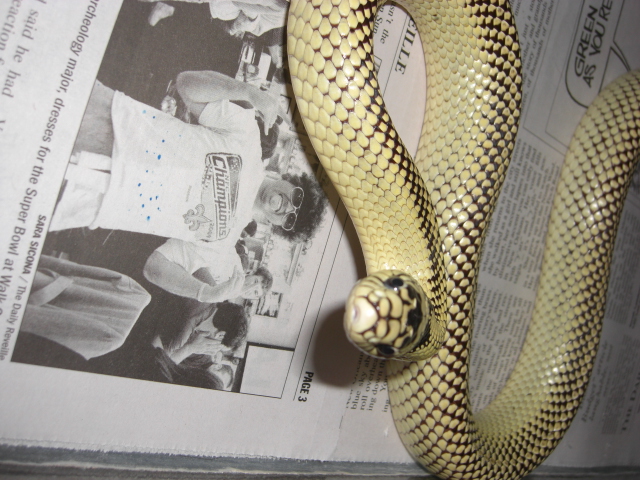 desert kingsnake 4