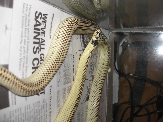 desert kingsnake 1