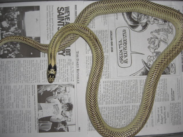 desert kingsnake 2