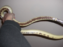 desert kingsnake 3