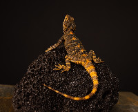 Clown Agama Laudakia stellio brachydactyla