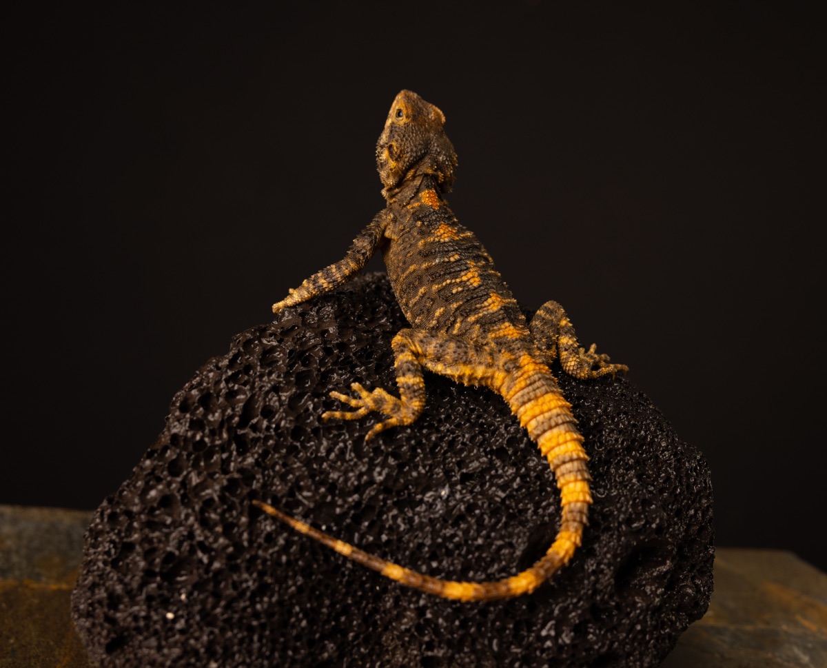 Clown Agama Laudakia stellio brachydactyla
