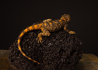 Clown Agama Laudakia stellio brachydactyla