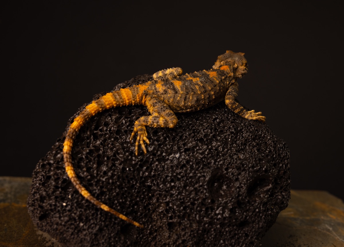 Clown Agama Laudakia stellio brachydactyla
