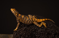 Clown Agama Laudakia stellio brachydactyla