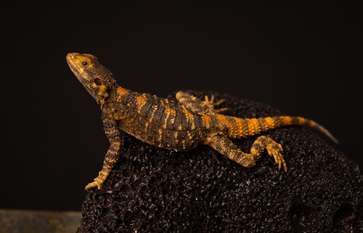 Clown Agama Laudakia stellio brachydactyla