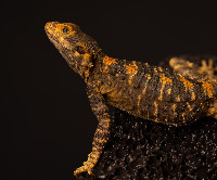 Clown Agama Laudakia stellio brachydactyla