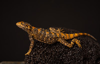 Clown Agama Laudakia stellio brachydactyla