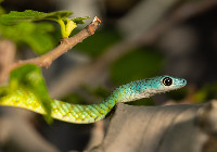 Western Natal Green Snake