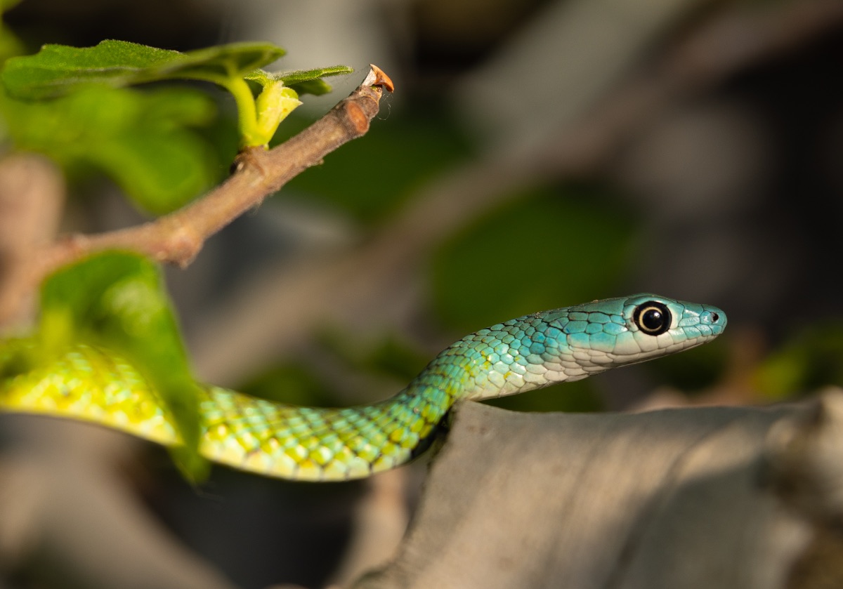 Western Natal Green Snake