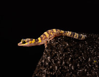 Western Marbled Gecko (Oedura fimbria).