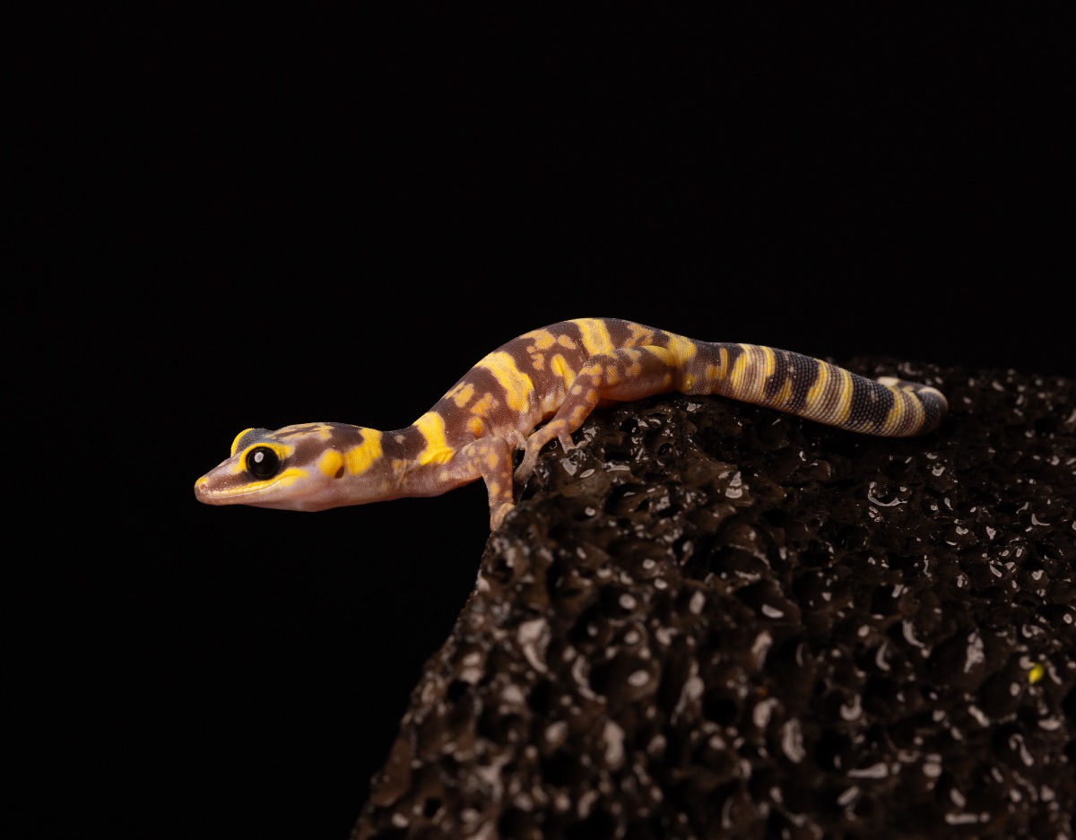 Western Marbled Gecko (Oedura fimbria).