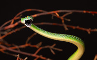 Western Natal Green Snake