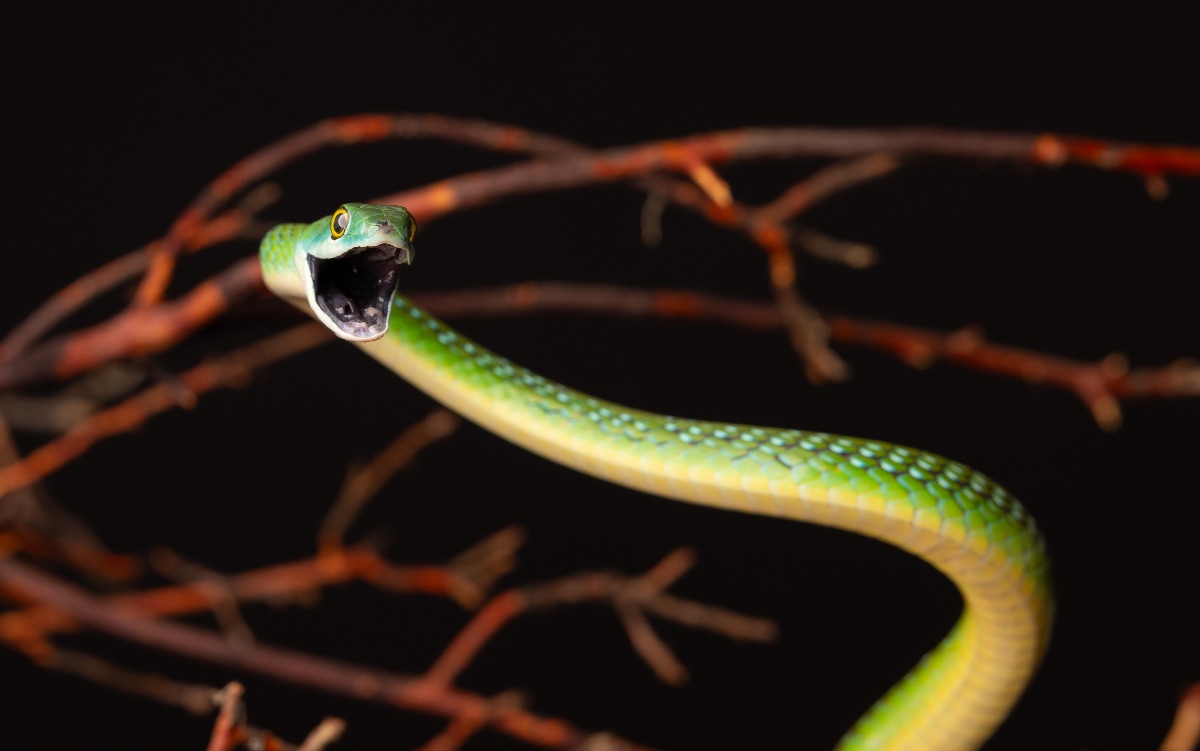 Western Natal Green Snake