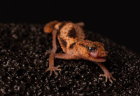 Nephrurus cinctus