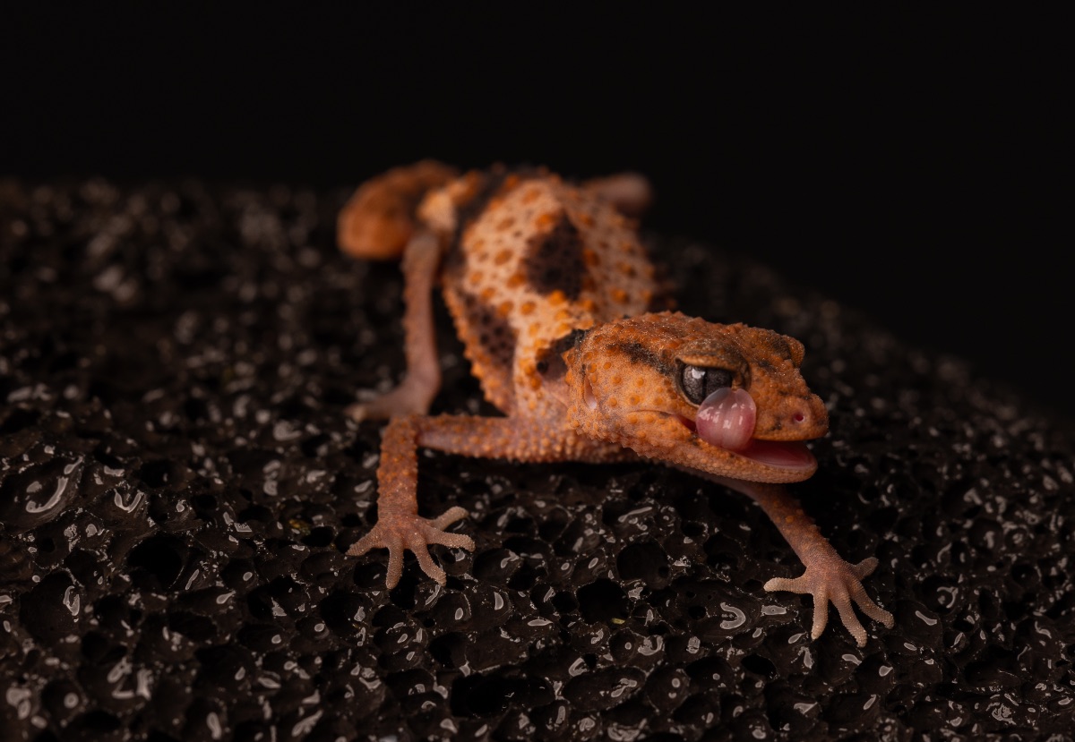 Nephrurus cinctus