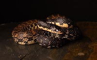 Giant Madagascar Hognose leioheterodon madacascariensis