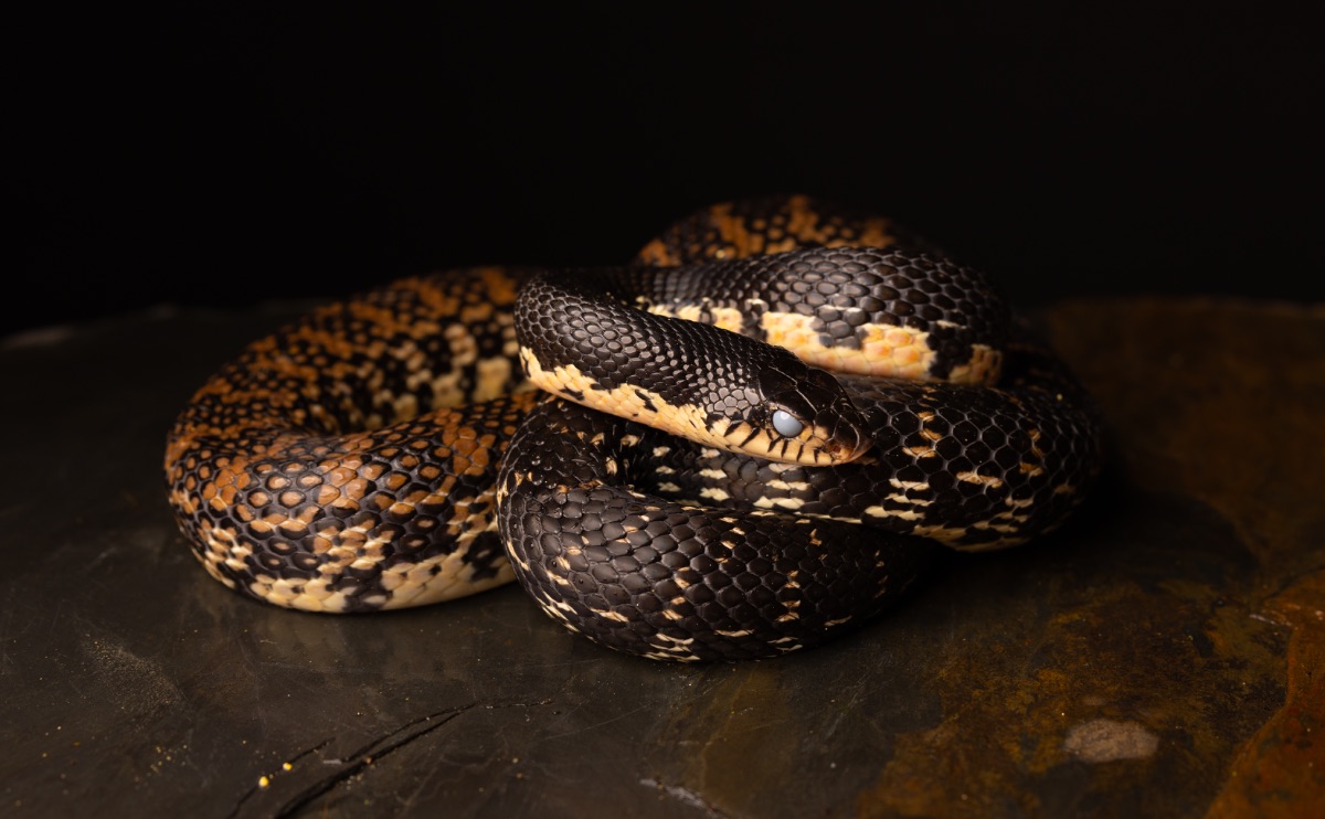 Giant Madagascar Hognose leioheterodon madacascariensis